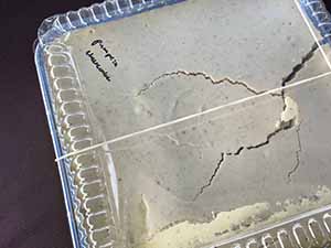 neighbors gather at for Thanksgiving Day potluck dinner